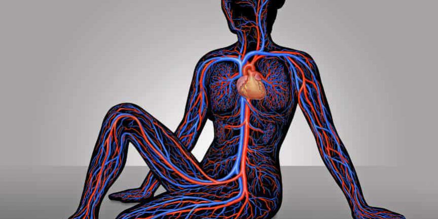 Herz-Kreislaufsystem